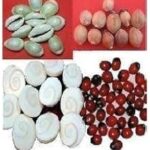 Mahalakshmi Kit - Lakshmi Devi Pooja Set - 4 Types x 11 Pieces - Kuber Lakshmi Kit