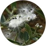 Sky Life? Cotton for Pooja - Aak ki rui - Calotropis Gigantea - Calotropis- ?? (????) - Madar Tree Cotton - 10Grm