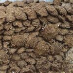 INDVIK Desi Cow Dung Cakes for Hawan Puja, Holy Pure Organic Handmade Gobar ka Upla/Kanda/Thepdi for Indian Religious Purpose(Pack of 4)