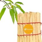 Pujahome Havan Samidha Sticks 1Kg Pack- Pure Mango Wood (Aam Ki Lakdi) for Hawan, Pooja, and Rituals | Natural Aam Wood Sticks for Havan Kund, Puja Vidhi & Ceremonies
