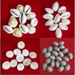 PujaSamadhaan Combo - White Kaudi, Yellow Kaudi, Kamal Gutta & Gomati Chakra for Lakshmi Puja | Kuber Puja | Diwali Puja (11 pcs Each)