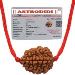 ASTRODIDI Original and Certified 2 Mukhi Rudraksha Bead with Red Thread for Daily Wearing for Men Women Boys and Girls | Natural Two Face Rudraksh Bead | Unisex Design