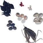 RUKDA Rakt Gunja, White Gunja, Murad Phalli, Goamti Chakra, Kamal Gatta, Laxmi Cowry, Devil Pods - Each 5 Pieces for Pooja, Laxmi Pooja, Puja, Diwali Pooja