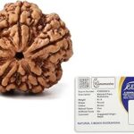 GEMSMANTRA 5 Mukhi Rudraksha | Original Nepali | Regular Size I Without Pendant| Natural and Lab Certified | Helps to Improve Self Confidence, Spiritual Growth and Negative Energies for Mens & Women