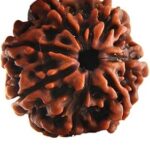 Petrichor 7 mukhi/Seven Faced Original Nepal Rudraksha (Brown Round Bead) with Lab Certificate