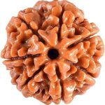 EDMIRIA 7 Mukhi Nepali Rudraksha | Natural & Certified | Astrological 7 Mukhi/Faced Rudraksha | Positive Energy for Men & Women | Unisex Both for Men & Women