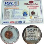 3 Mukhi Nepali Rudraksha Original Certified by IGL | Ruthratcham | 3 Faces Rudraksh Bead | with IGL Certification | in a Sealed Pack Box | by Shree Rudraksham |