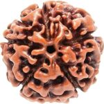 Petrichor Original Nepali Five Faced / 5 Mukhi Rudraksha Bead (Colour: Brown, Shape: Round) with Certificate